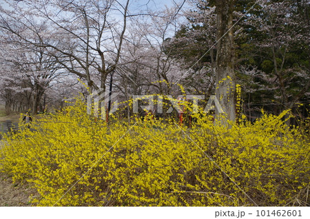 本日のお品は桜のてんこ盛りで御座います 本日のお品は桜のてんこ盛りで御座います 101462601