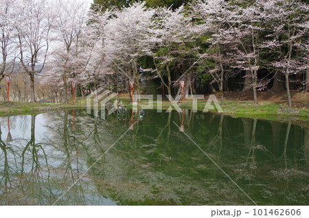 本日のお品は桜のてんこ盛りで御座います 101462606