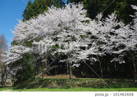 本日のお品は桜のてんこ盛りで御座います 101462608