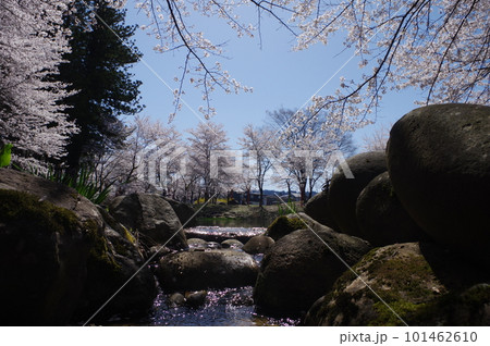 本日のお品は桜のてんこ盛りで御座います 101462610