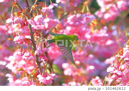 静岡県伊豆市土肥地区 ピンクが鮮やかな早咲きの土肥桜の中を飛ぶメジロ 静岡県伊豆市土肥地区 ピンクが鮮やかな早咲きの土肥桜の中を飛ぶメジロ 101462612