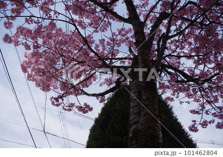 本日のお品は陽光桜で御座います 101462804