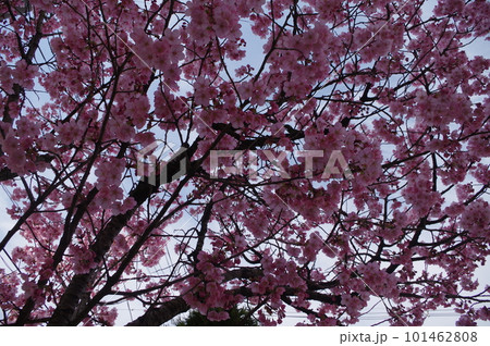 本日のお品は陽光桜で御座います 101462808