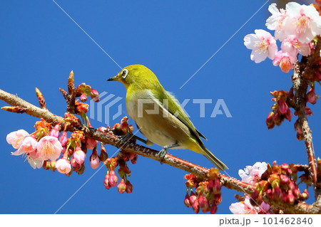 静岡県伊豆市土肥地区　ピンクが鮮やかな早咲きの土肥桜にとまるメジロ 101462840