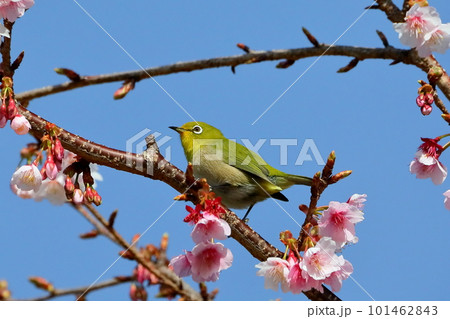 静岡県伊豆市土肥地区　ピンクが鮮やかな早咲きの土肥桜にとまるメジロ 101462843
