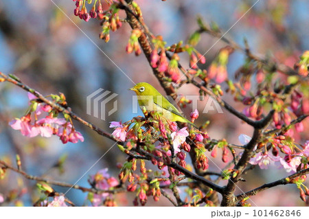 静岡県伊豆市土肥地区　ピンクが鮮やかな早咲きの土肥桜にとまるメジロ 101462846