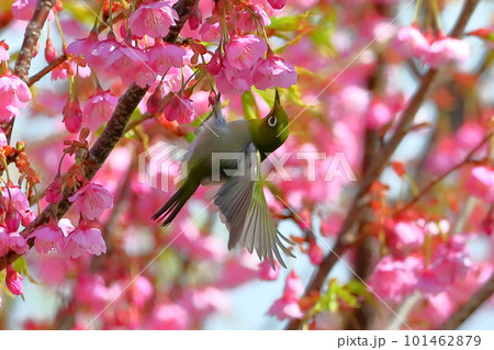 静岡県伊豆市土肥地区 ピンクが鮮やかな早咲きの土肥桜にとまって羽を広げるメジロ 静岡県伊豆市土肥地区 ピンクが鮮やかな早咲きの土肥桜にとまって羽を広げるメジロ 101462879
