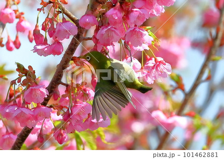 静岡県伊豆市土肥地区　ピンクが鮮やかな早咲きの土肥桜にとまって羽を広げるメジロ 101462881