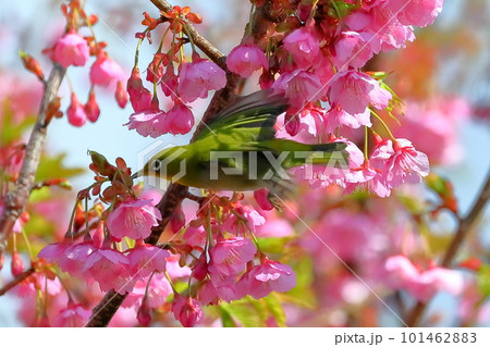 静岡県伊豆市土肥地区　ピンクが鮮やかな早咲きの土肥桜にとまって羽を広げるメジロ 101462883