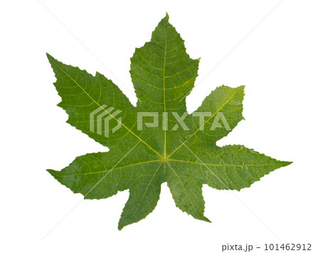 papaya leaf, green papaya leaf isolated on white background. papaya leaf, green papaya leaf isolated on white background. 101462912