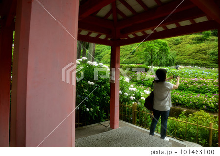 雨中に咲くアジサイ 京都 三室戸寺にて 101463100