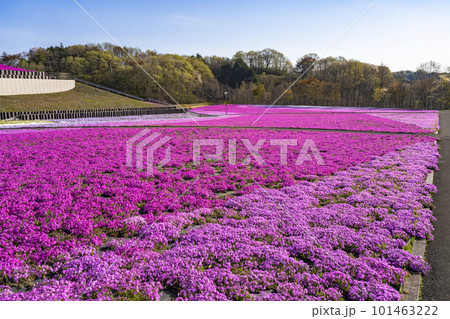 早朝の市貝町芝ざくら公園　青空と満開のシバザクラ　栃木県市貝町 101463222