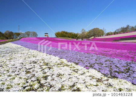早朝の市貝町芝ざくら公園　青空と満開のシバザクラ　栃木県市貝町 101463228