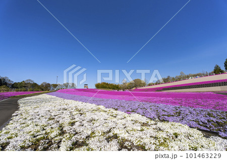 早朝の市貝町芝ざくら公園　青空と満開のシバザクラ　栃木県市貝町 101463229