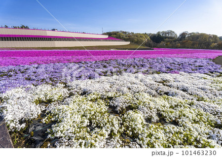 早朝の市貝町芝ざくら公園　青空と満開のシバザクラ　栃木県市貝町 101463230