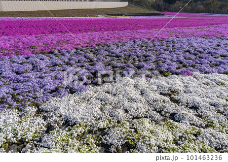 早朝の市貝町芝ざくら公園　青空と満開のシバザクラ　栃木県市貝町 101463236