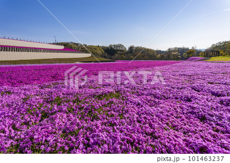 早朝の市貝町芝ざくら公園 青空と満開のシバザクラ 栃木県市貝町 早朝の市貝町芝ざくら公園 青空と満開のシバザクラ 栃木県市貝町 101463237
