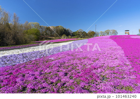 早朝の市貝町芝ざくら公園　青空と満開のシバザクラ　栃木県市貝町 101463240