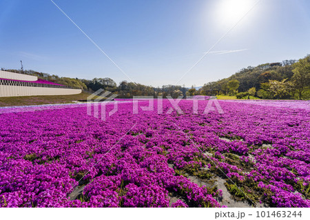 早朝の市貝町芝ざくら公園　青空と満開のシバザクラ　栃木県市貝町 101463244