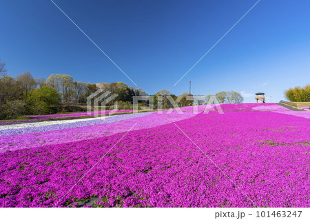 早朝の市貝町芝ざくら公園　青空と満開のシバザクラ　栃木県市貝町 101463247