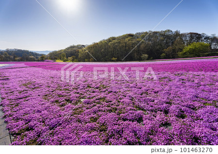 早朝の市貝町芝ざくら公園 青空と満開のシバザクラ 栃木県市貝町 早朝の市貝町芝ざくら公園 青空と満開のシバザクラ 栃木県市貝町 101463270