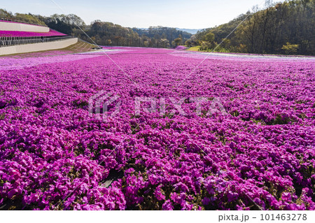 早朝の市貝町芝ざくら公園　青空と満開のシバザクラ　栃木県市貝町 101463278