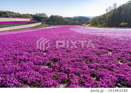 早朝の市貝町芝ざくら公園 青空と満開のシバザクラ 栃木県市貝町 早朝の市貝町芝ざくら公園 青空と満開のシバザクラ 栃木県市貝町 101463284