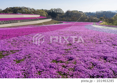早朝の市貝町芝ざくら公園　青空と満開のシバザクラ　栃木県市貝町 101463285
