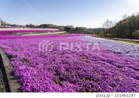 早朝の市貝町芝ざくら公園 青空と満開のシバザクラ 栃木県市貝町 早朝の市貝町芝ざくら公園 青空と満開のシバザクラ 栃木県市貝町 101463287