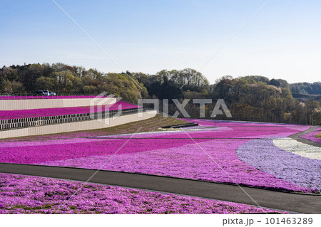 早朝の市貝町芝ざくら公園 青空と満開のシバザクラ 栃木県市貝町 早朝の市貝町芝ざくら公園 青空と満開のシバザクラ 栃木県市貝町 101463289