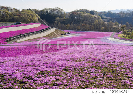 早朝の市貝町芝ざくら公園　青空と満開のシバザクラ　栃木県市貝町 101463292