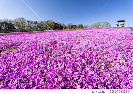 早朝の市貝町芝ざくら公園　青空と満開のシバザクラ　栃木県市貝町 101463320