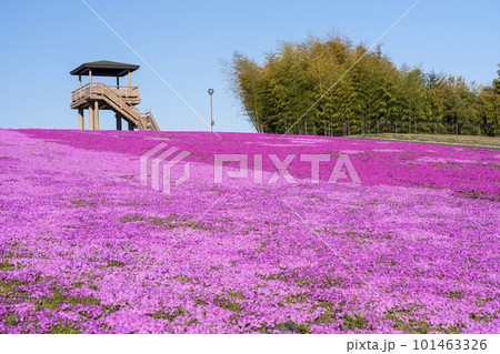 早朝の市貝町芝ざくら公園 青空と満開のシバザクラ 栃木県市貝町 早朝の市貝町芝ざくら公園 青空と満開のシバザクラ 栃木県市貝町 101463326
