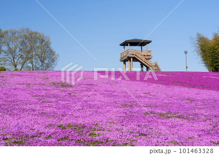 早朝の市貝町芝ざくら公園 青空と満開のシバザクラ 栃木県市貝町 早朝の市貝町芝ざくら公園 青空と満開のシバザクラ 栃木県市貝町 101463328