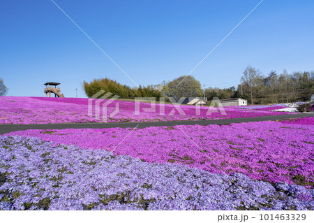 早朝の市貝町芝ざくら公園　青空と満開のシバザクラ　栃木県市貝町 101463329