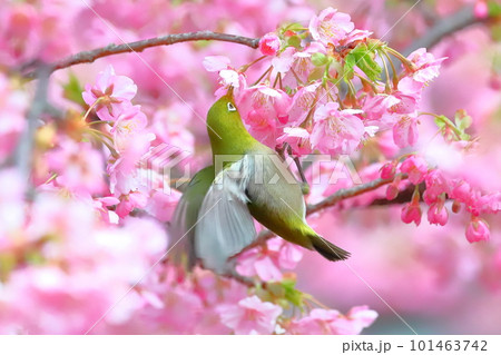 静岡県沼津市井田 ピンクが鮮やかな早咲きの河津桜にとまって羽ばたくメジロ 静岡県沼津市井田 ピンクが鮮やかな早咲きの河津桜にとまって羽ばたくメジロ 101463742