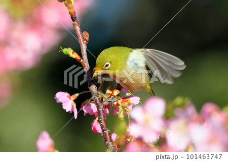 静岡県沼津市井田　ピンクが鮮やかな早咲きの河津桜にとまって羽ばたくメジロ 101463747