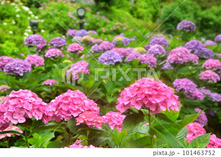 雨中に咲くアジサイ 京都 三室戸寺にて 101463752