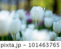 白いチューリップ 101463765