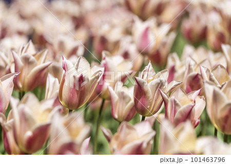 春の国営ひたち海浜公園　鮮やかに咲きそろったチューリップ　茨城県ひたちなか市   101463796