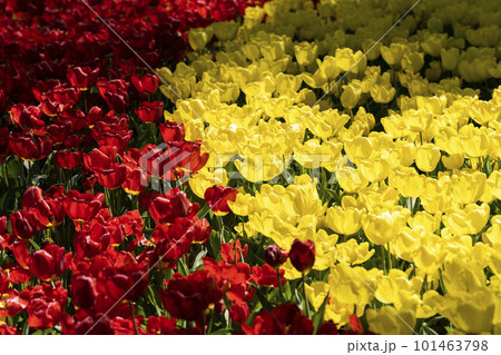 春の国営ひたち海浜公園　鮮やかに咲きそろったチューリップ　茨城県ひたちなか市   101463798