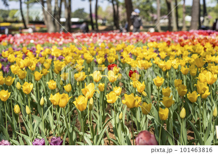 春の国営ひたち海浜公園　鮮やかに咲きそろったチューリップ　茨城県ひたちなか市   101463816