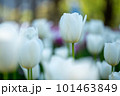チューリップ 101463849