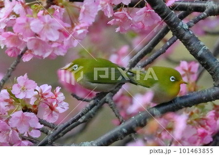 静岡県沼津市井田 ピンクが鮮やかな早咲きの河津桜にとまる二羽のメジロ 静岡県沼津市井田 ピンクが鮮やかな早咲きの河津桜にとまる二羽のメジロ 101463855