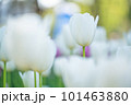 白いチューリップ 101463880