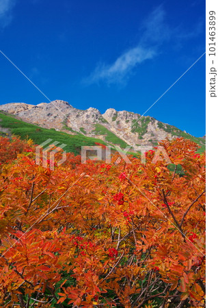 紅葉のナナカマド越しに御嶽山を臨む 101463899