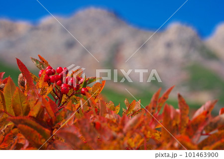 紅葉のナナカマド越しに御嶽山を臨む 101463900