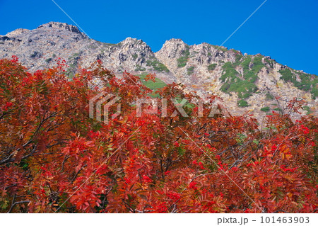 紅葉のナナカマド越しに御嶽山を臨む 101463903