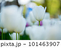 白いチューリップ 101463907
