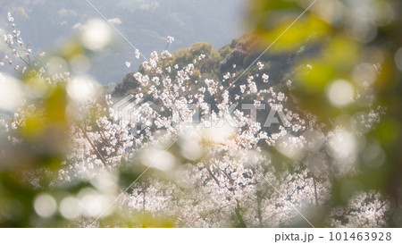 太陽に照らされた桜 太陽に照らされた桜 101463928